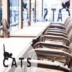 Cats Cats
